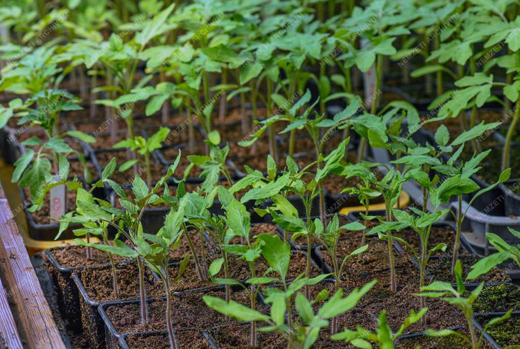 Mezőgazdaság - Primőr zöldségtermesztés