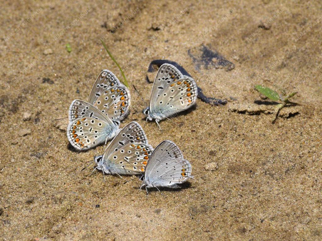 Természet - Budapest - Boglárka lepke