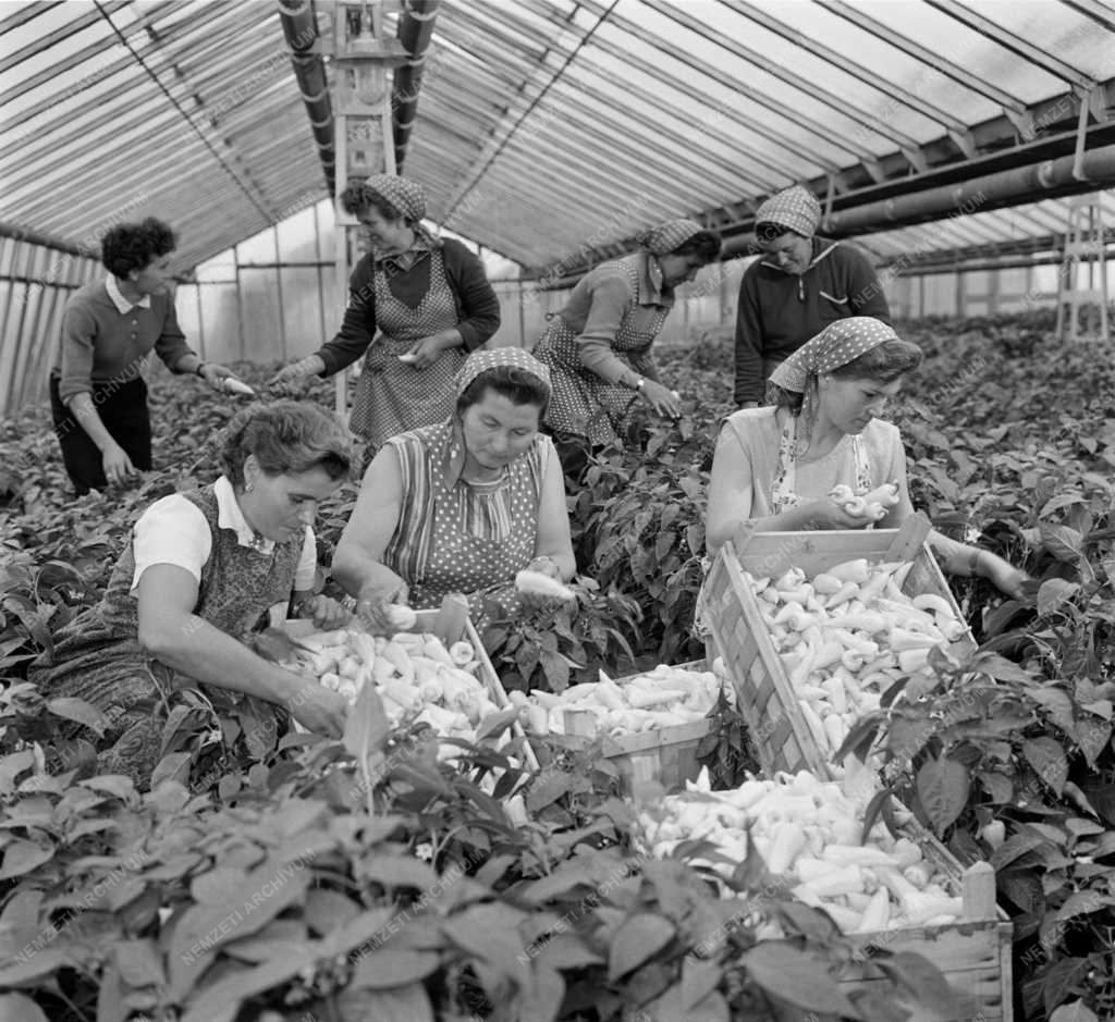 Mezőgazdaság - Szedik a paprikát Szegeden