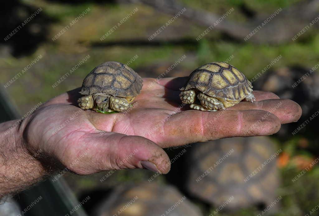 Természet - Hobbi -Teknősfarm Sárándon