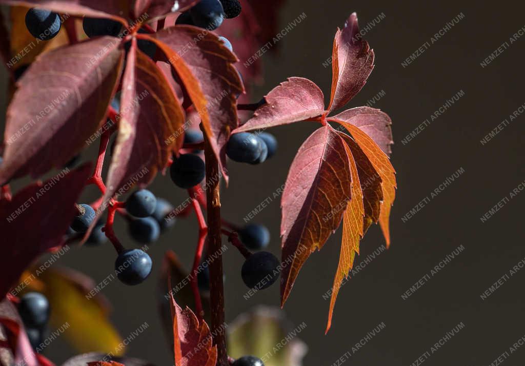 Természet - Debrecen - Színeződik a vadszőlő