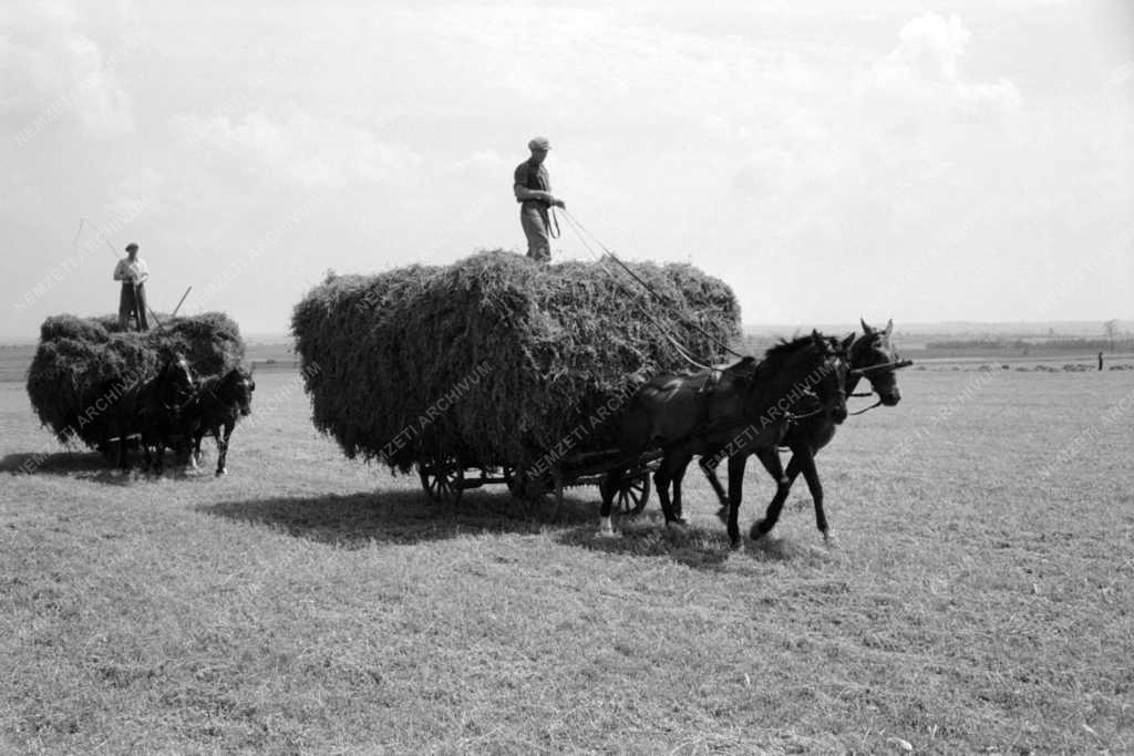 Mezőgazdaság - Növénytermesztés - Tavaszi munkák 