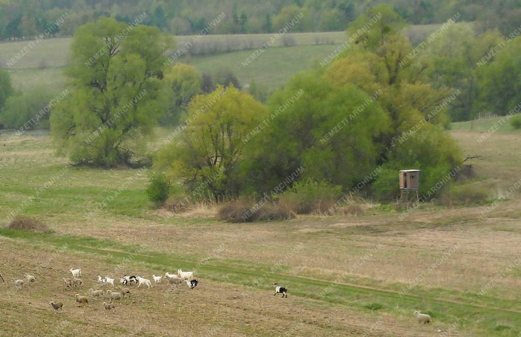 Természet -  Kecske - Juh