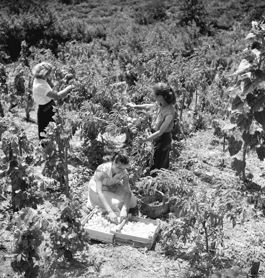 Gazdaság - Mezőgazdaság - Március 15. Termelőszövetkezet