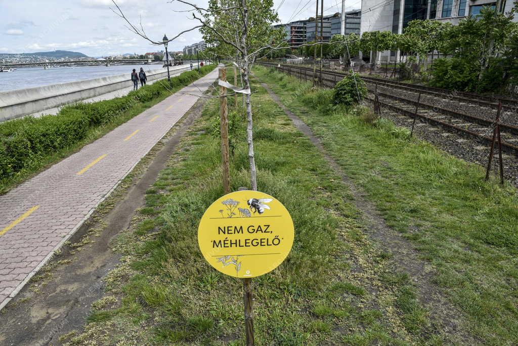 Környezetvédelem - Méhlegelő a Ferencvárosi Duna-parton