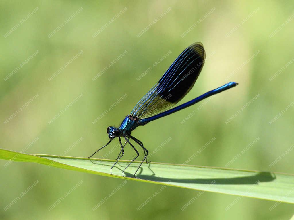 Természet - Budapest - Sávos szitakötő