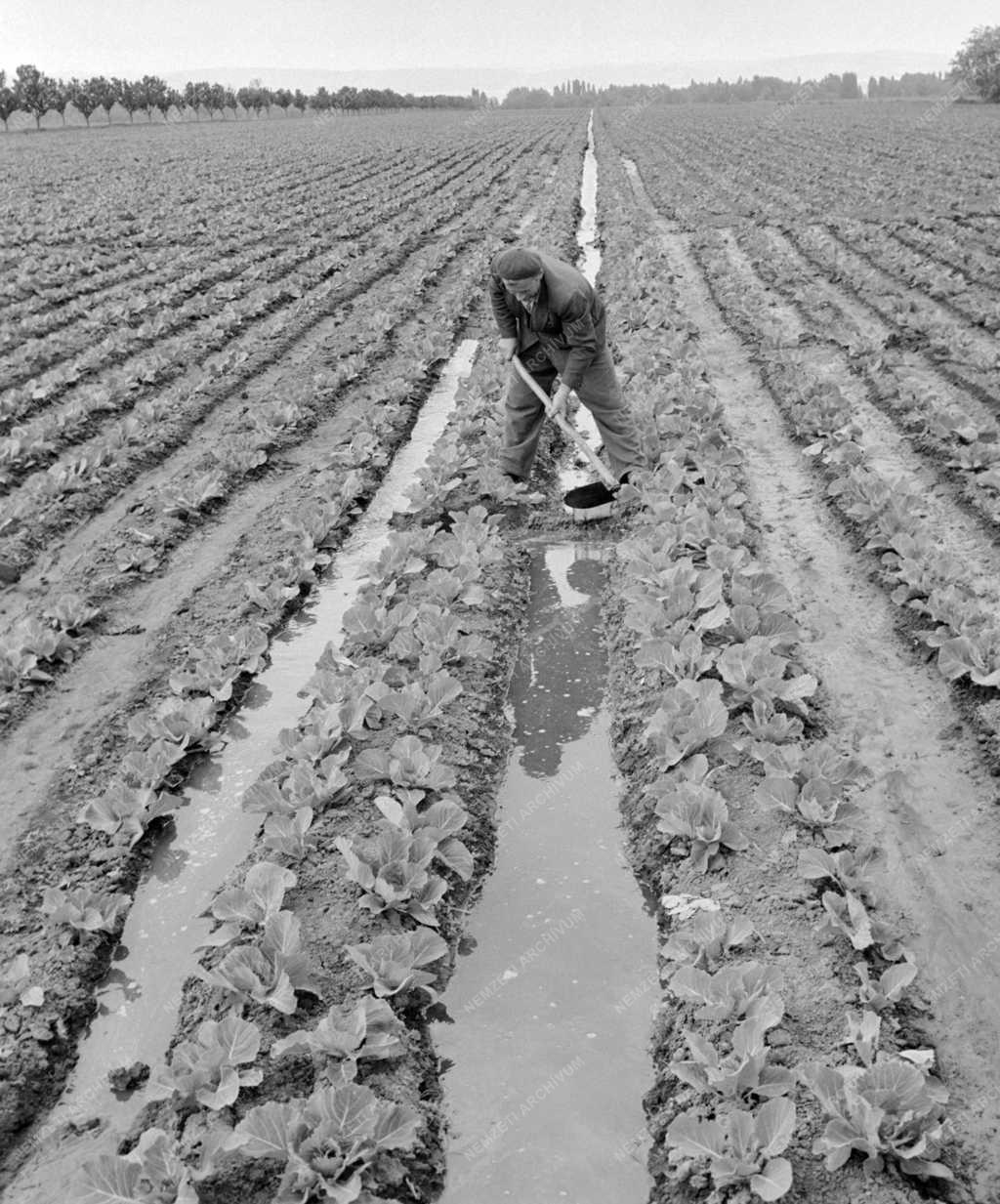 Mezőgazdaság - Káposztasorok művelése