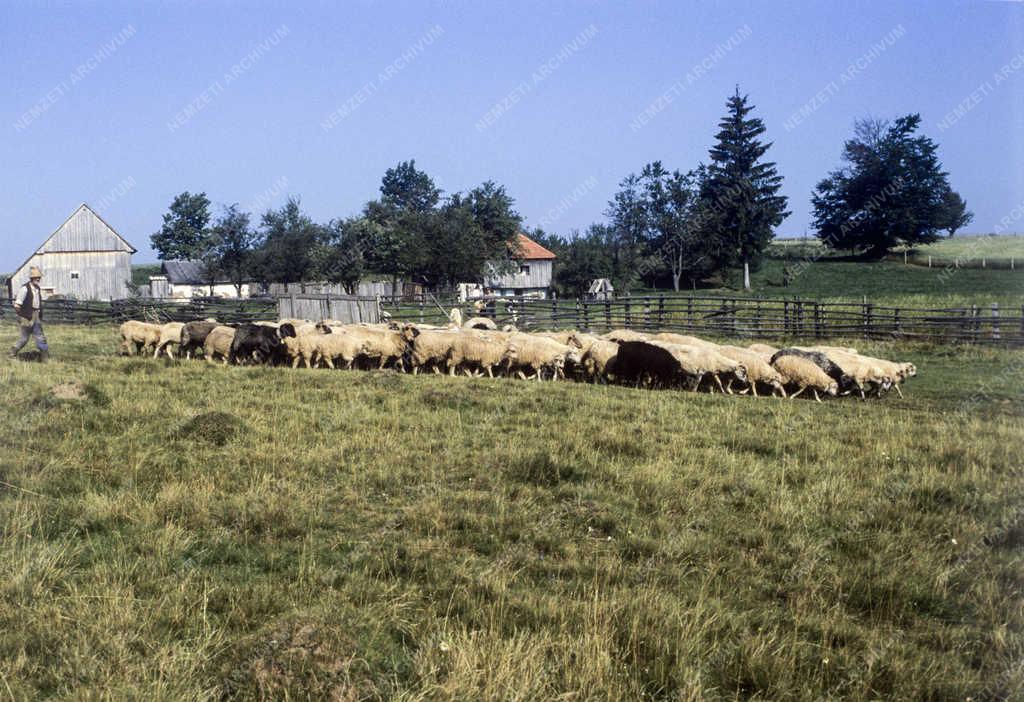 Táj, város - Román falvak - Alsósófalva