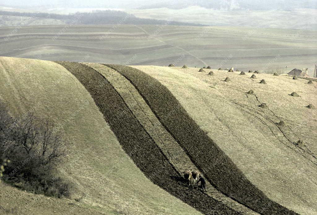 Tájkép - Mezőgazdaság - Szántás a Bükki-dombságon