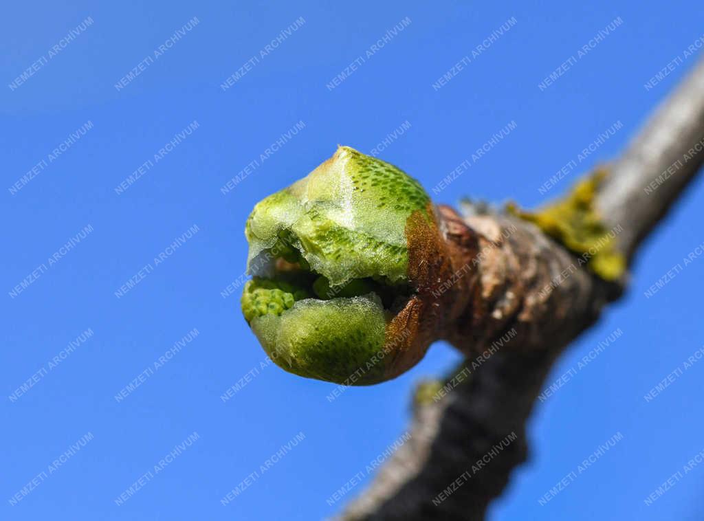 Természet - Debrecen - Tavaszi rügyfakadás