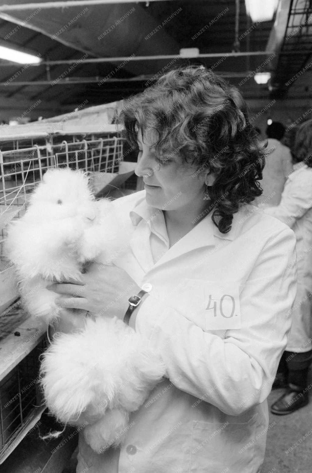 Állattenyésztés - Angóragyapjú exportra