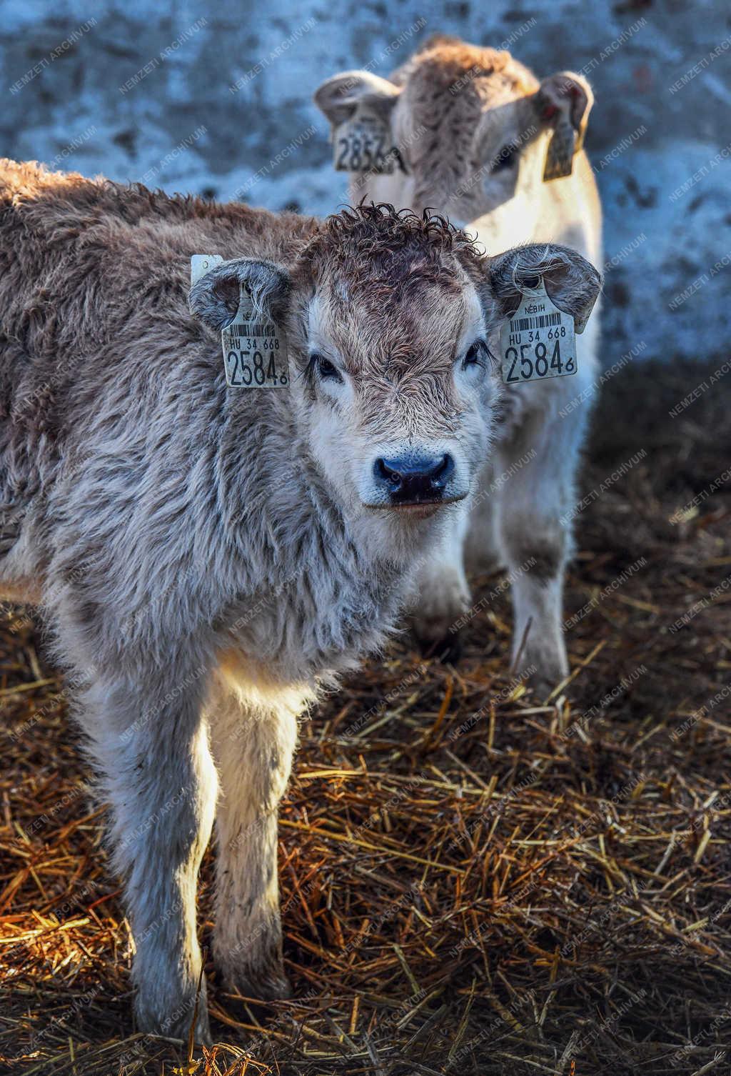 Állattartás - Hortobágy - Születnek a magyar szürkemarha borjak 