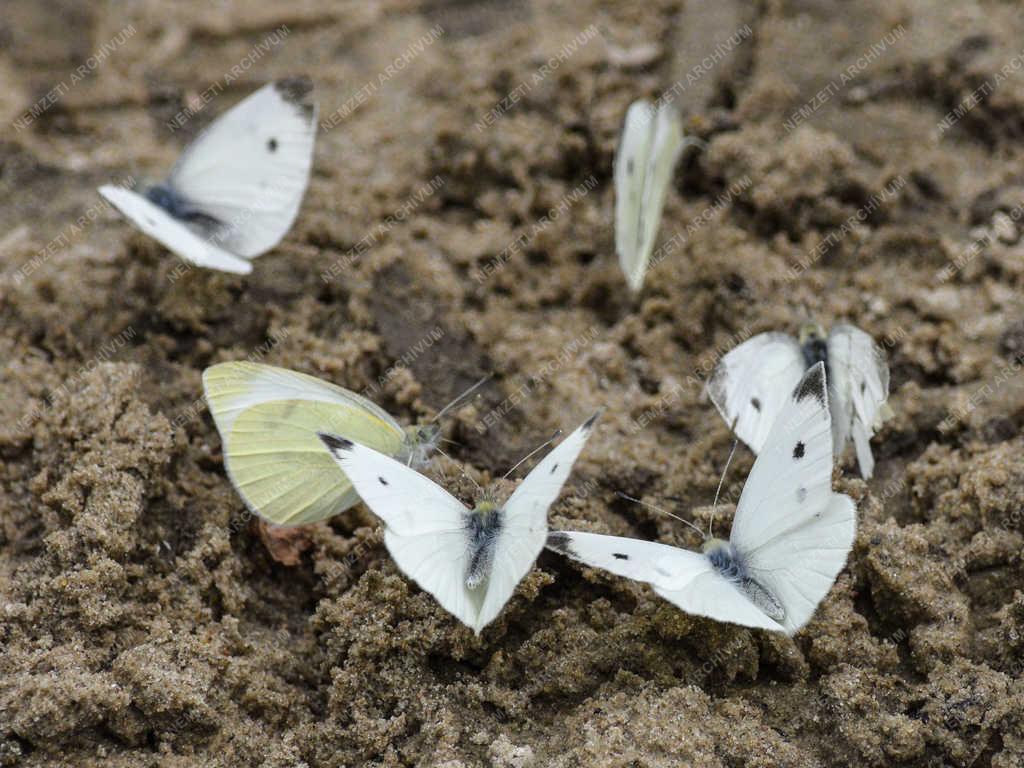 Természet - Budapest - Répalepkék