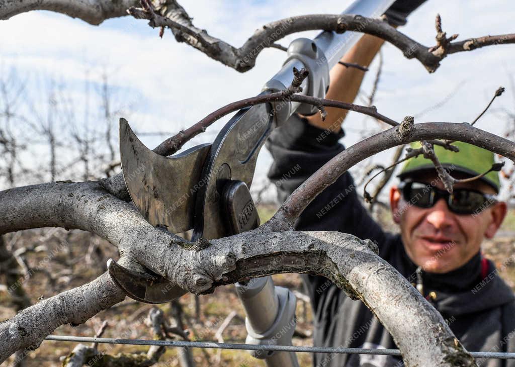 Gyümölcstermesztés - Debrecen - Metszik az almafákat 
