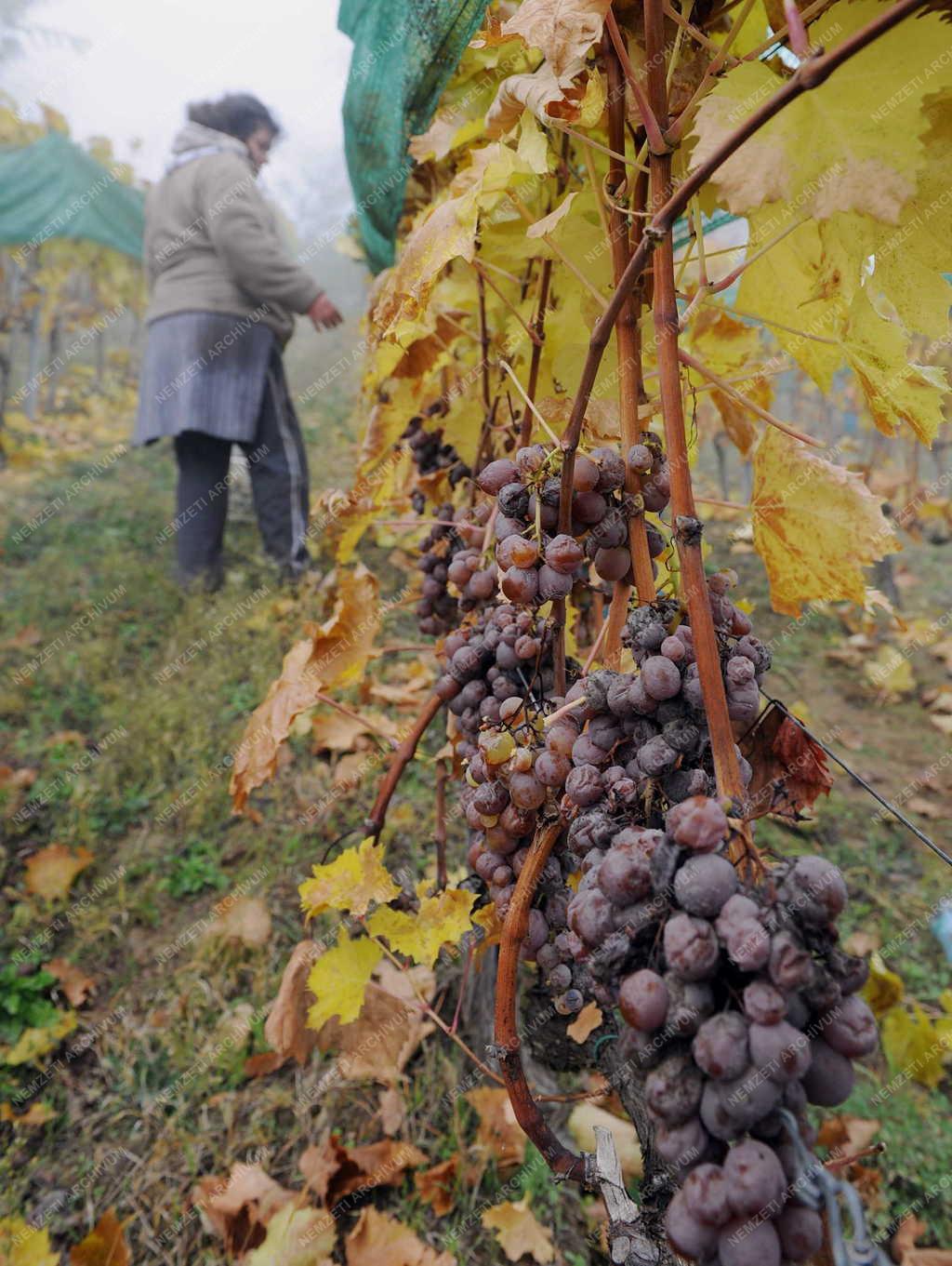 Borászat - Tokaj - A Paulay Borház szőlőültetvénye
