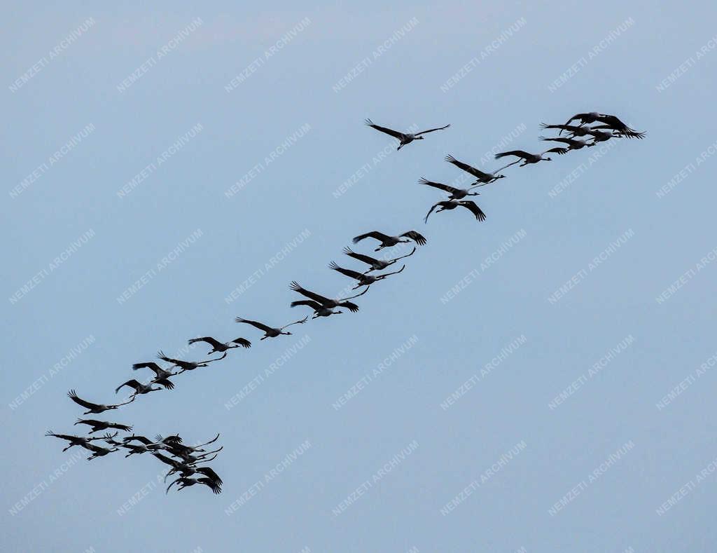 Természet - Hortobágy - Darvak vonulása 