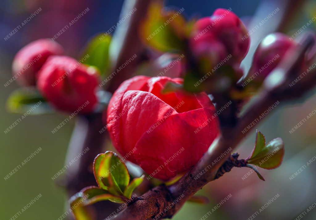 Természet - Tavaszi növényvirágzás