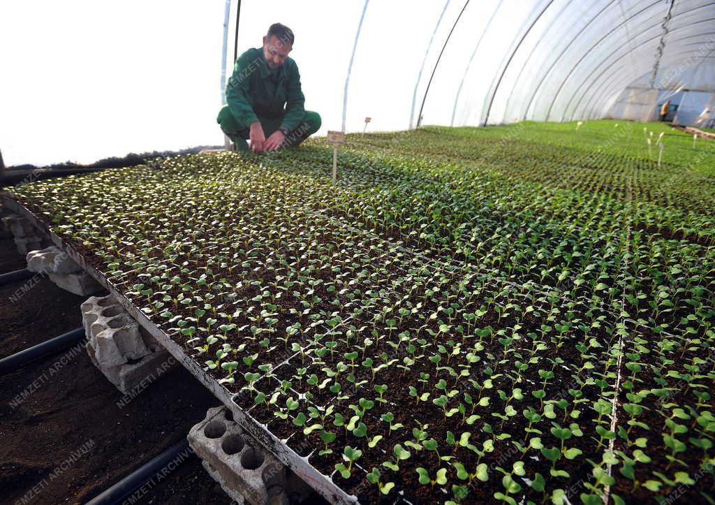 Mezőgazdaság - Derecske - Palántanevelés Derecskén