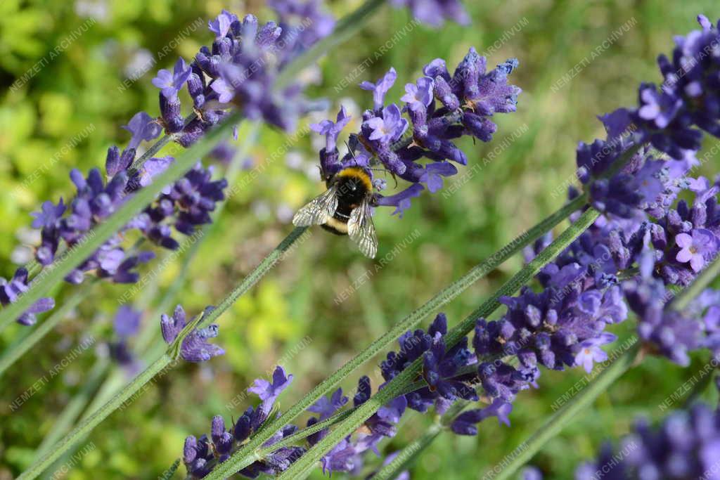 Természet - Vác - Nektárt gyűjtő poszméh