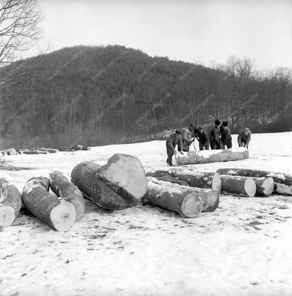 Fakitermelés - Rönkszállítás