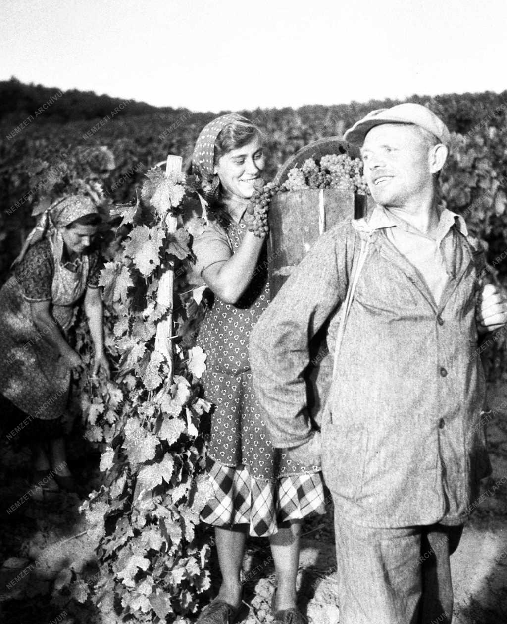 Mezőgazdaság - Szőlészet - Szüret a Balaton partján