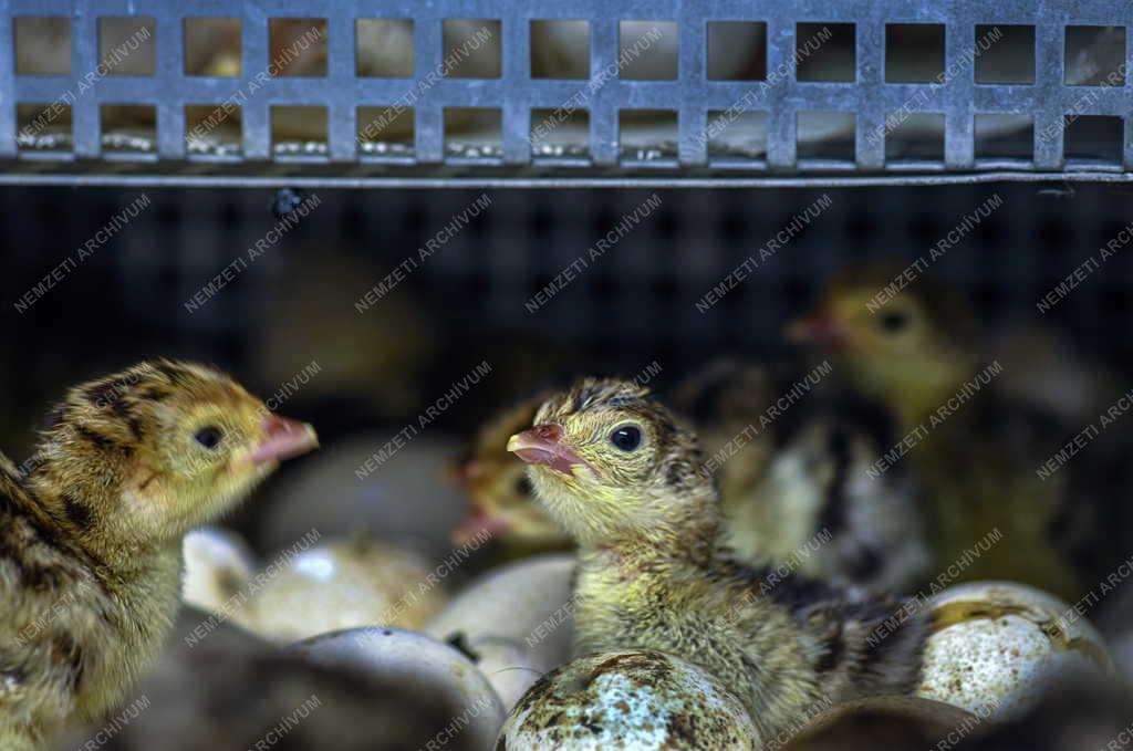 Tudomány - Génmegőrzés a Debreceni Egyetem Agrár Kutatóintézetek és Tangazdaságában