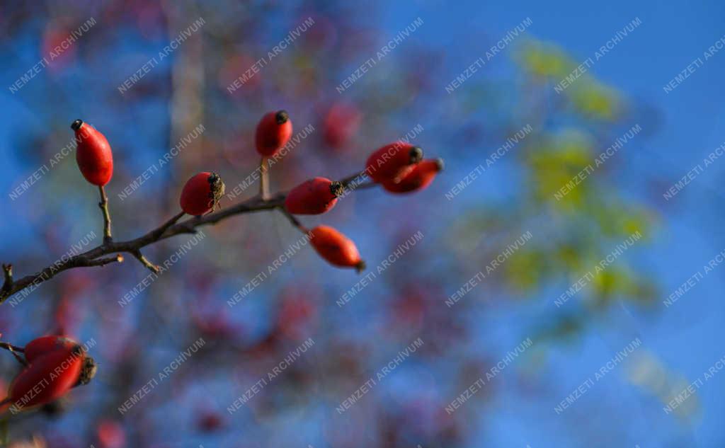 Természet - Polgár - Beérett a csipkebogyó