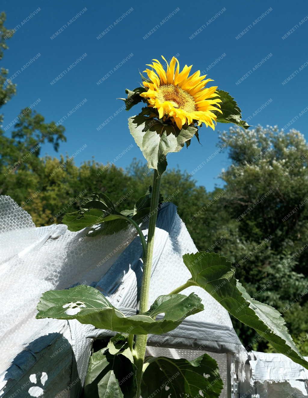 Természet - Zebegény - Napraforgó