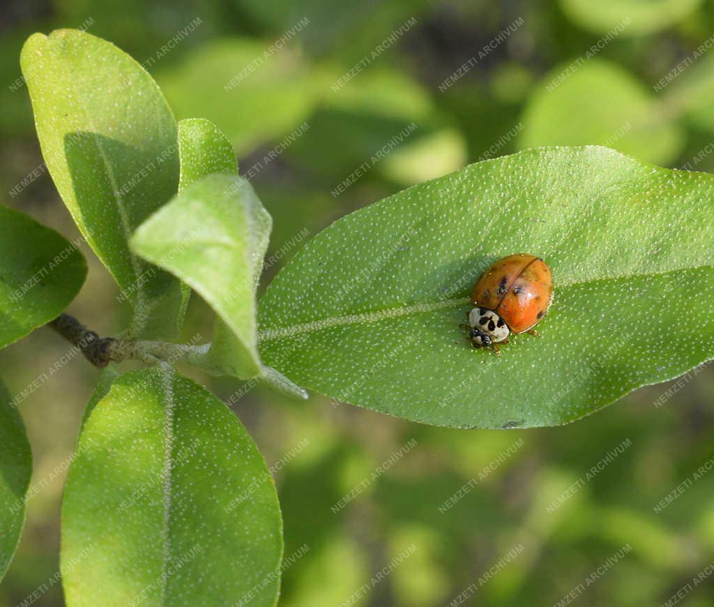Természet - Budapest - Harlekin katica