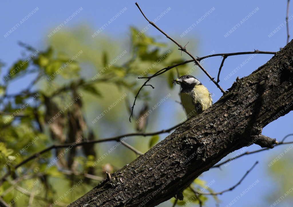 Természet - Széncinege