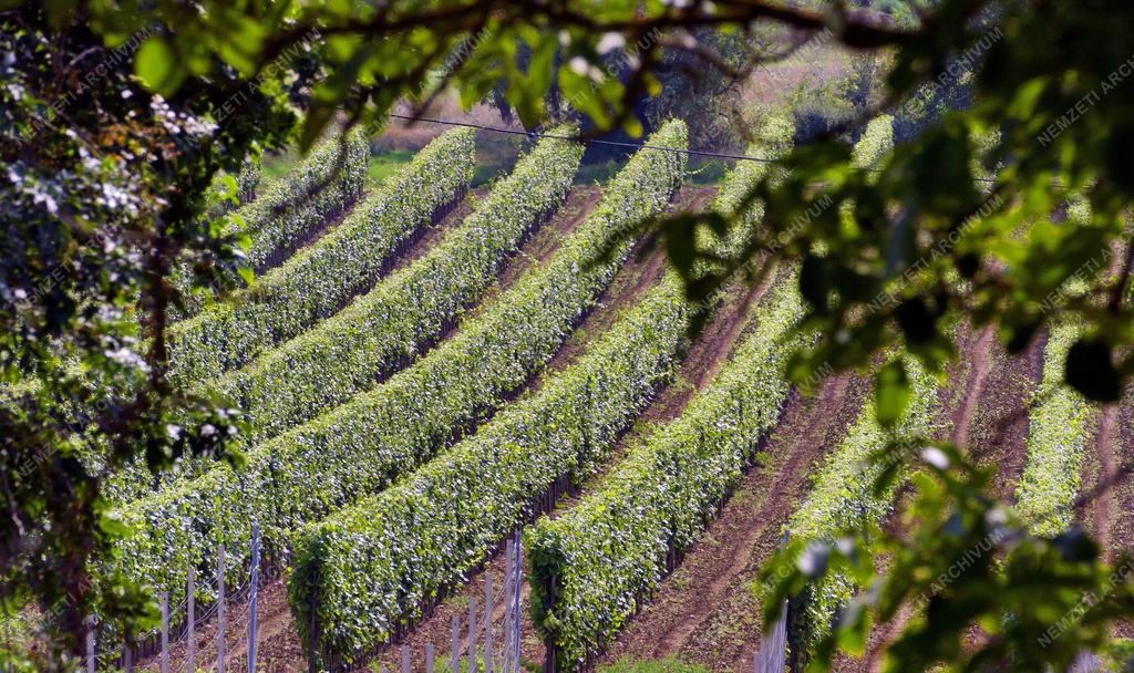 Tájkép - Balatonfelvidéki táj
