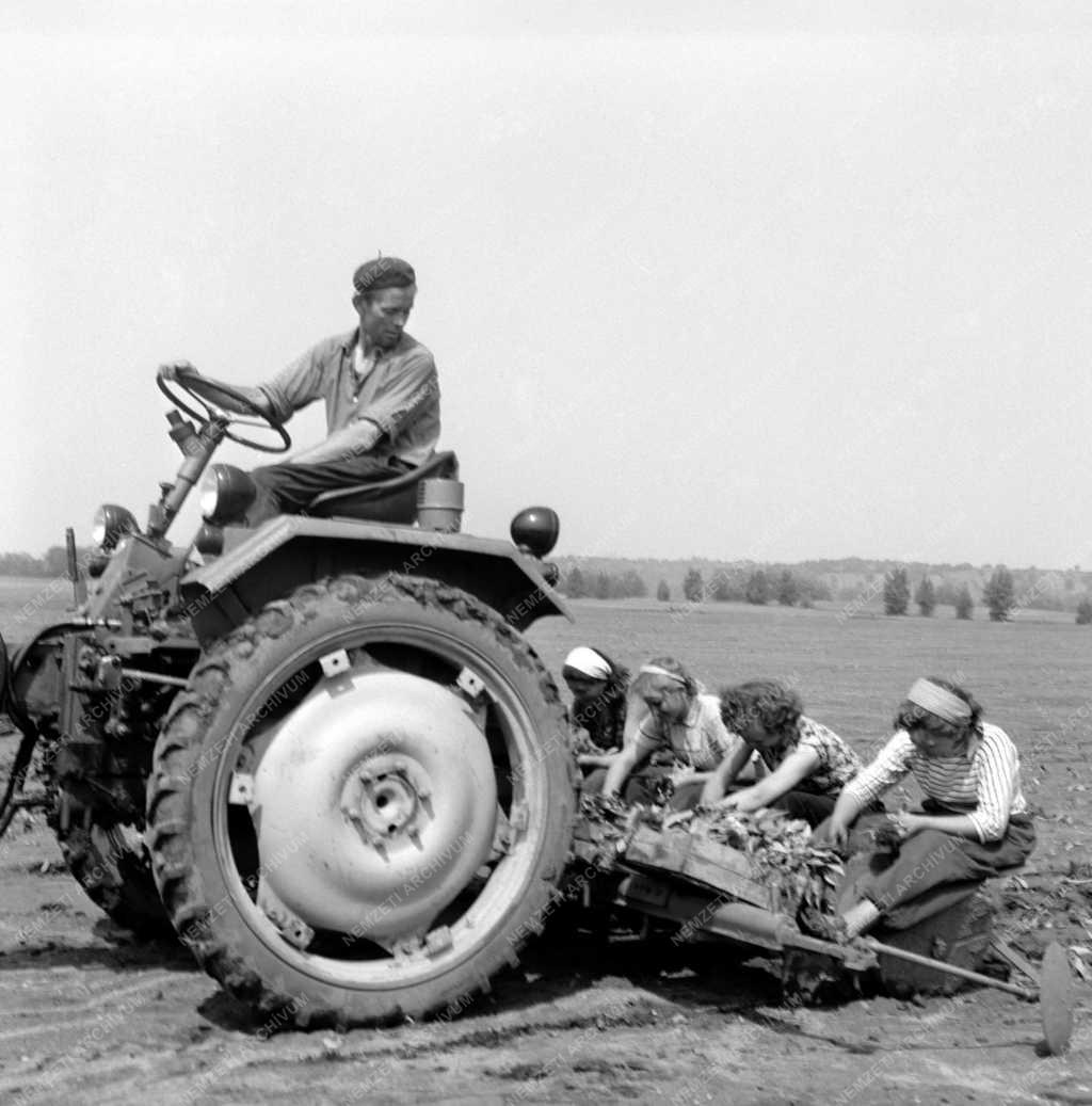 Mezőgazdaság - Palántázás a Környei Állami Gazdaságban