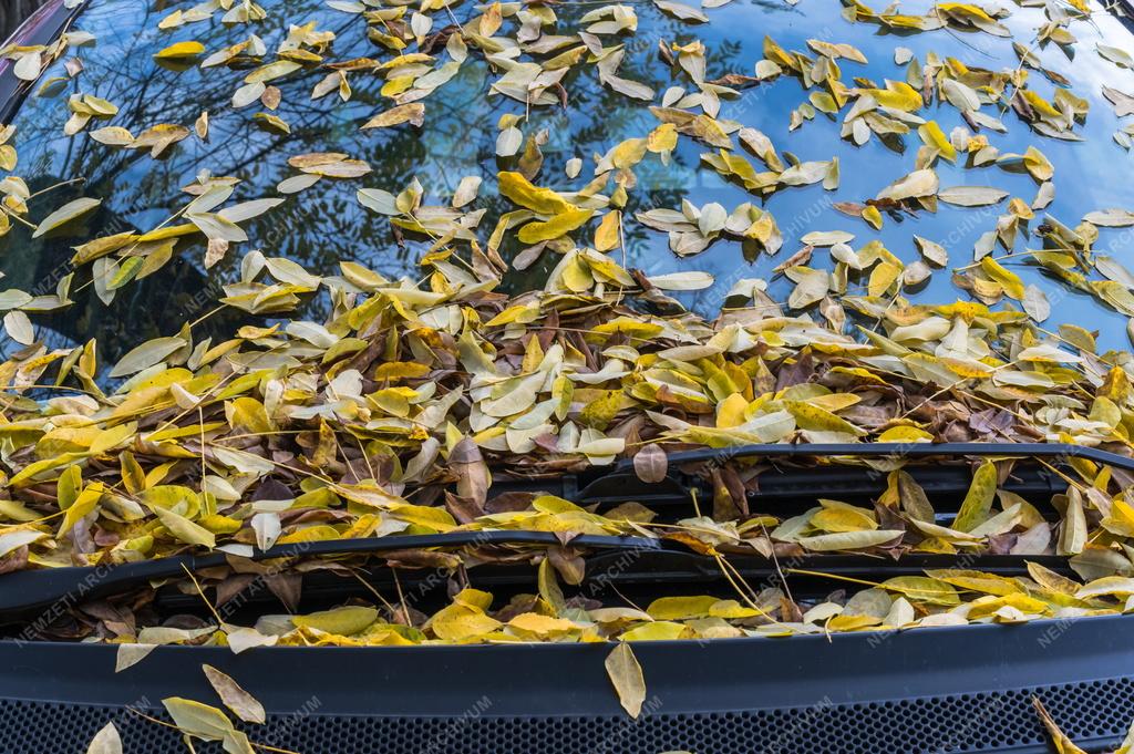 Természet - Őszi falevelek