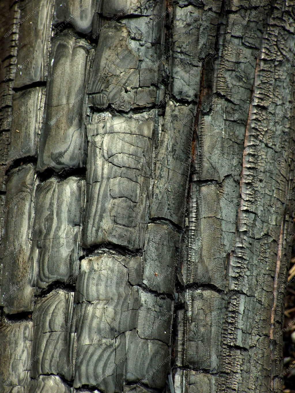 Természet - Tűzrakó hely - Zsarátnok