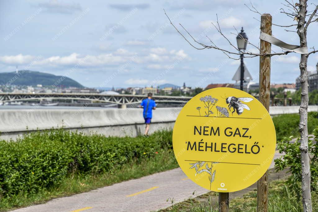 Környezetvédelem - Méhlegelő a Ferencvárosi Duna-parton