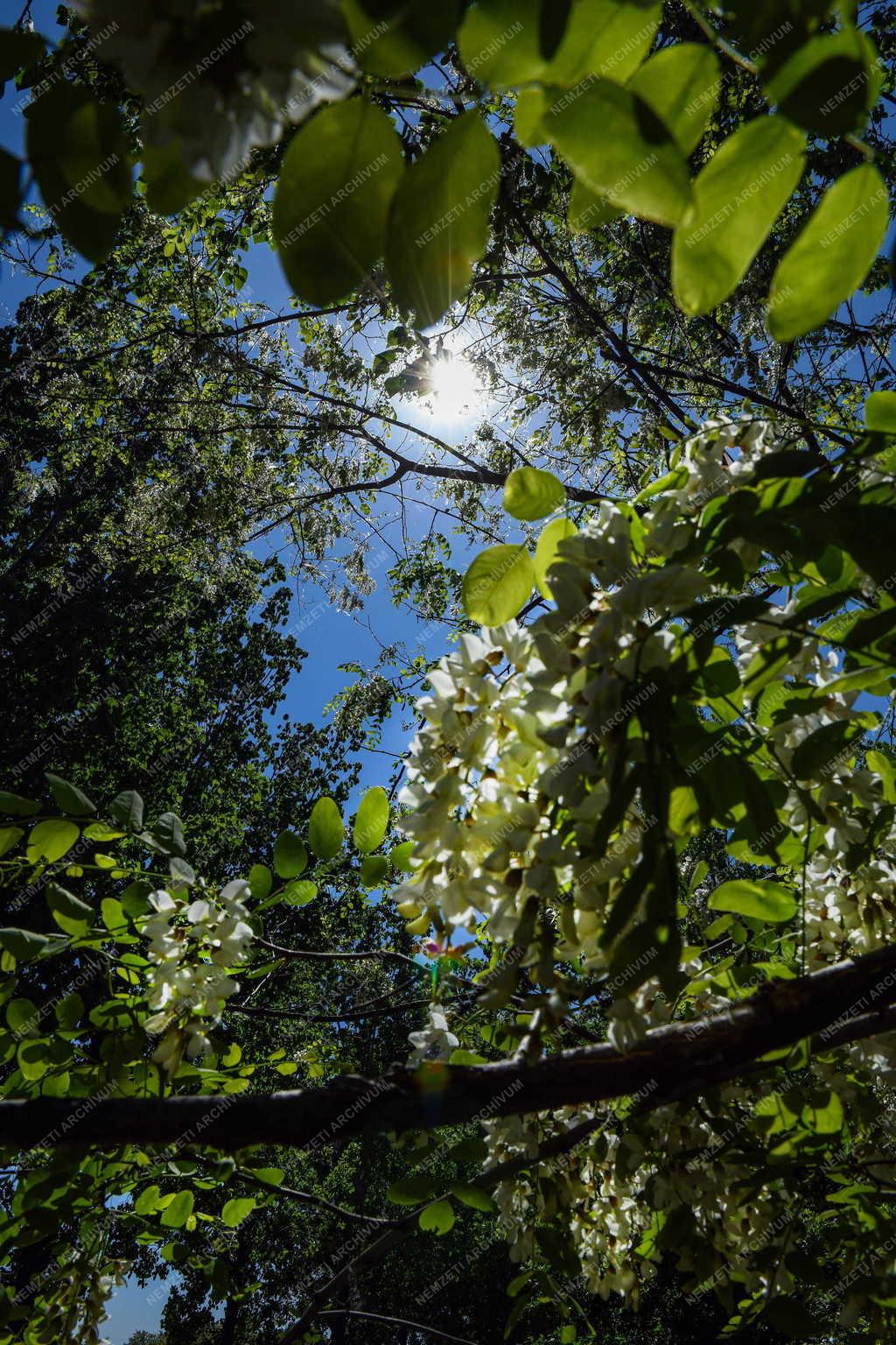 Természet - Akácvirágzás