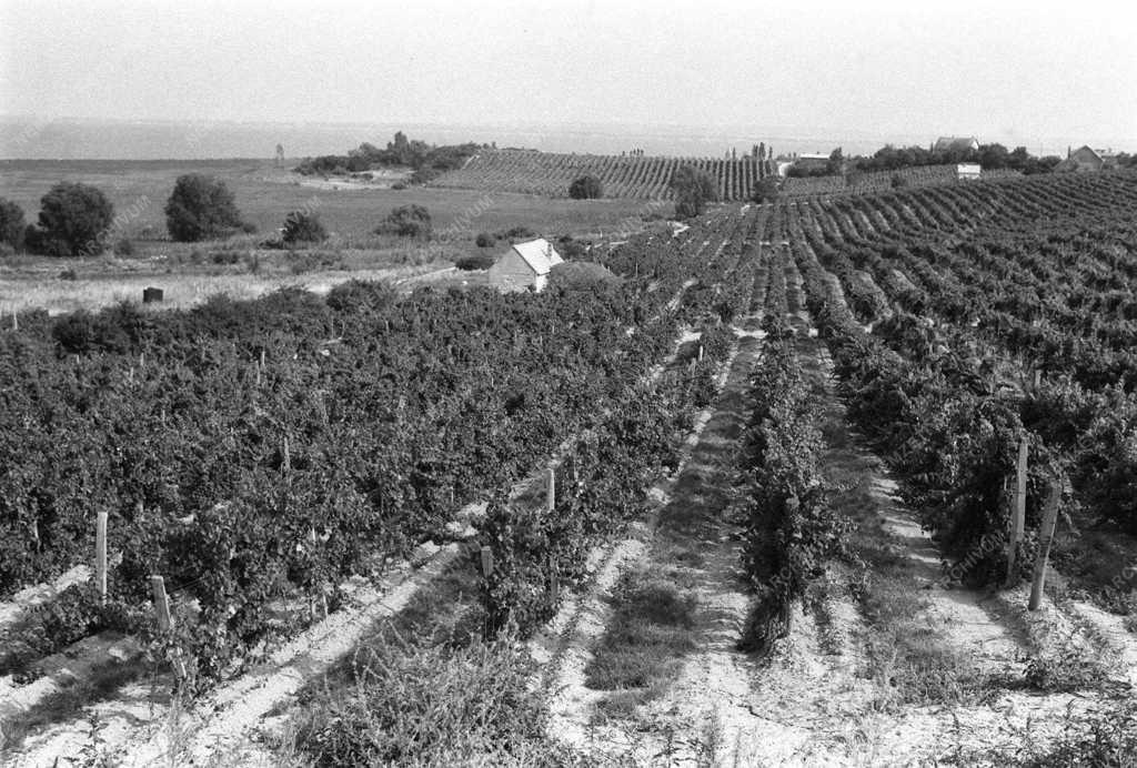 Balaton-felvidék - Szőlőhegy