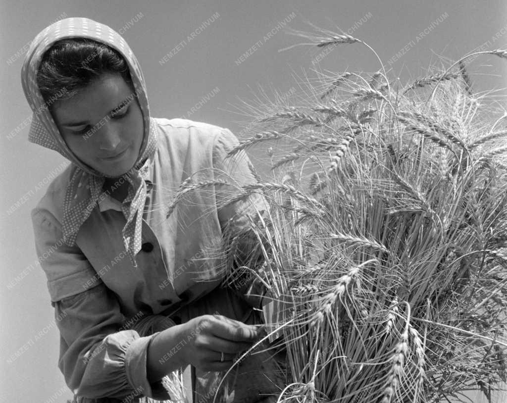 Mezőgazdaság - Tudomány - Tápiószelei Agrobotanikai Intézet