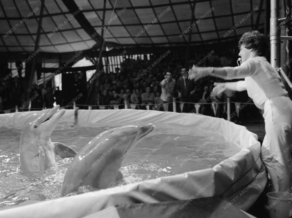 Szórakozás - Cirkusz - Delfin-show