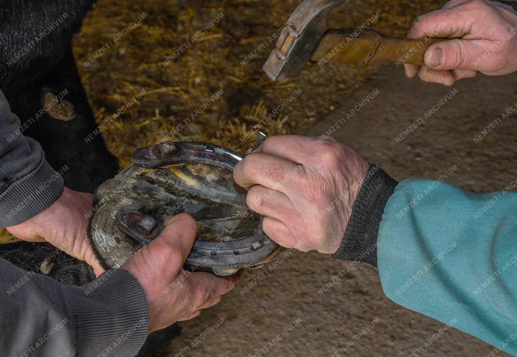 Állattenyésztés - Hortobágy - Lópatkolás a mátai ménesben