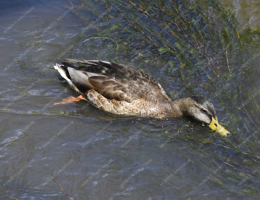 Természet - Budapest - Vadkacsa a Rákos-patakban