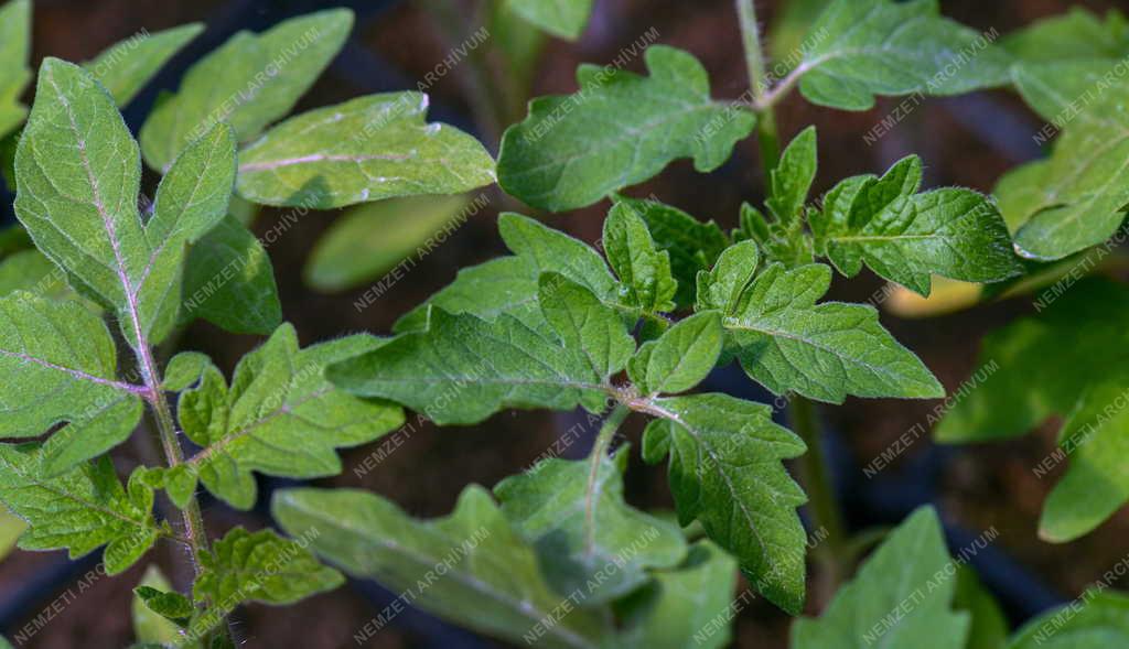 Mezőgazdaság - Primőr zöldségtermesztés