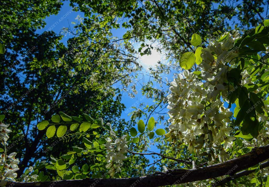 Természet - Akácvirágzás