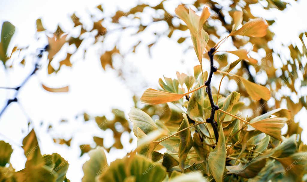 Természet - Debrecen - A páfrányfenyő utolsó levelei