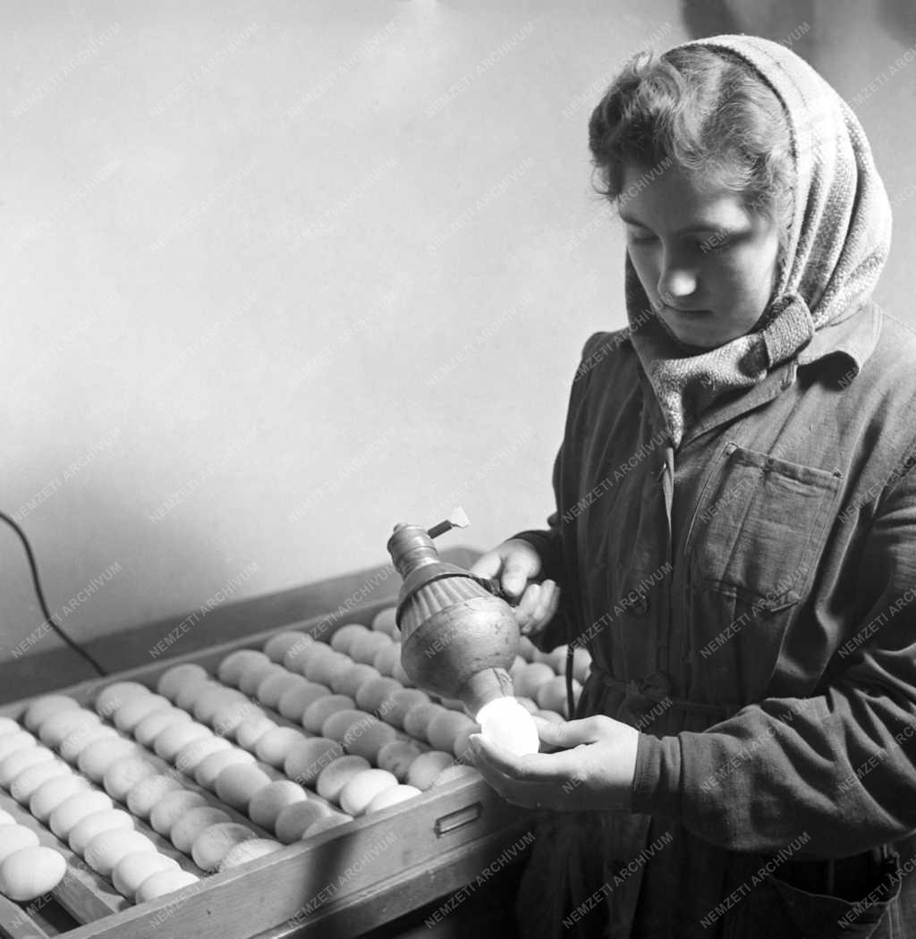 Mezőgazdaság - Baromfitenyésztés - Tenyésztojások