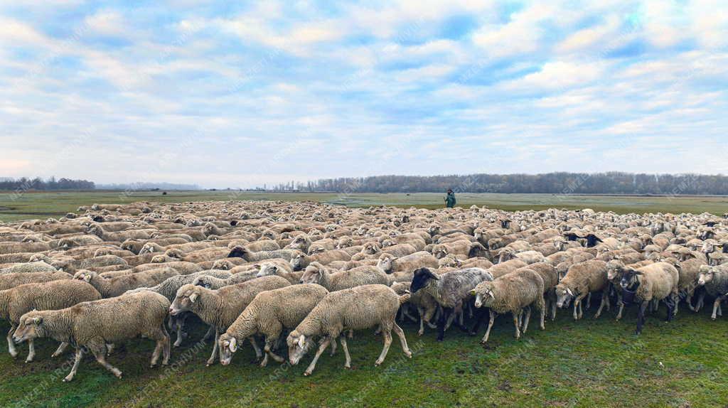 Mezőgazdaság - Őszi legeltetés a Hortobágyon