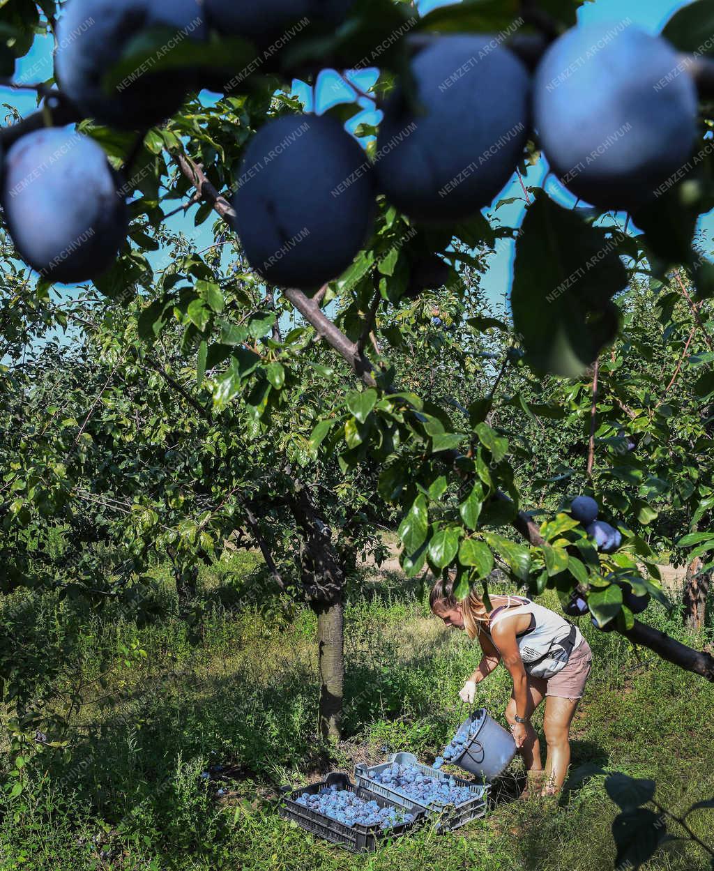 Gyümölcstermesztés - Debrecen - Szilvaszüret