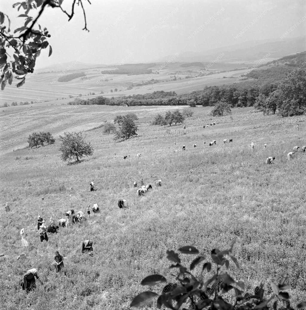 Mezőgazdaság - Szabadság Termelőszövetkezet