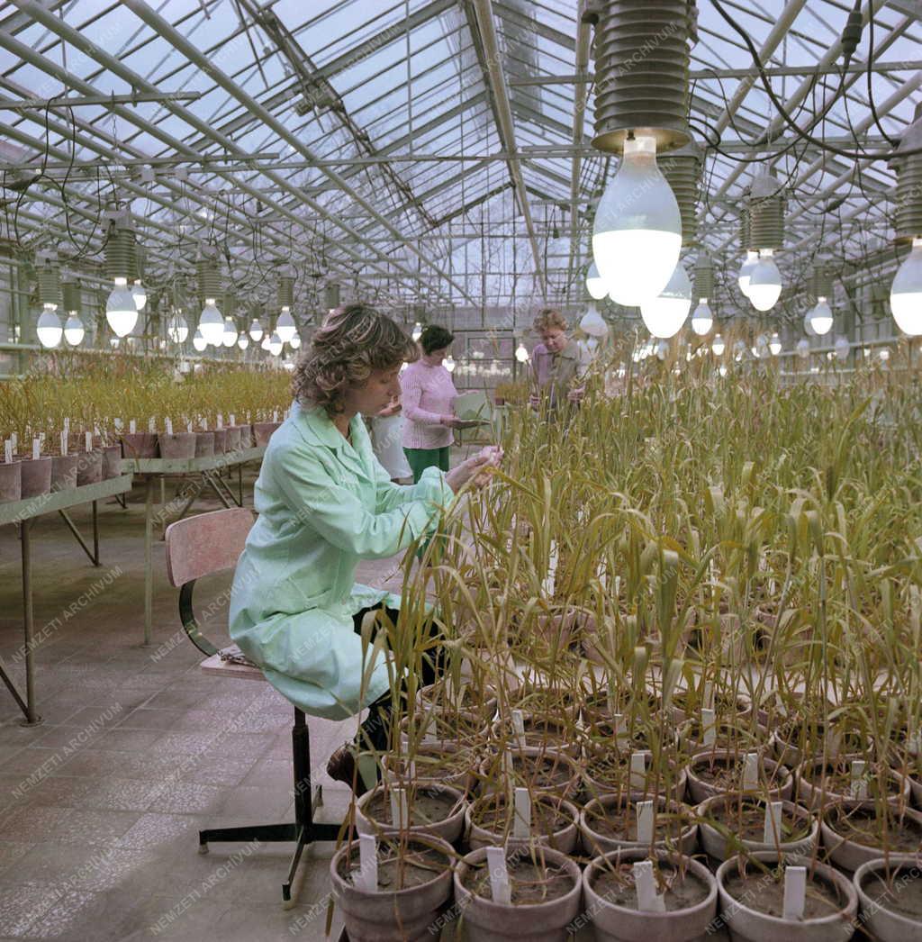 Mezőgazdaság - Szegedi Gabonatermesztési Kutató Intézet