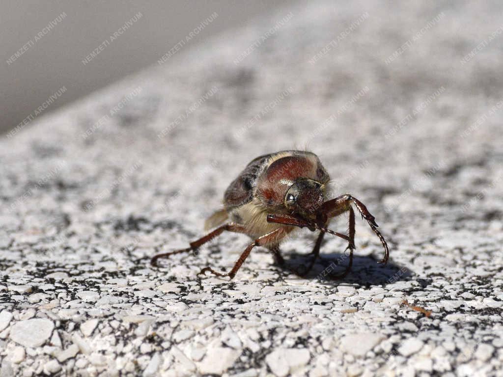 Természet - Budapest - Májusi cserebogár